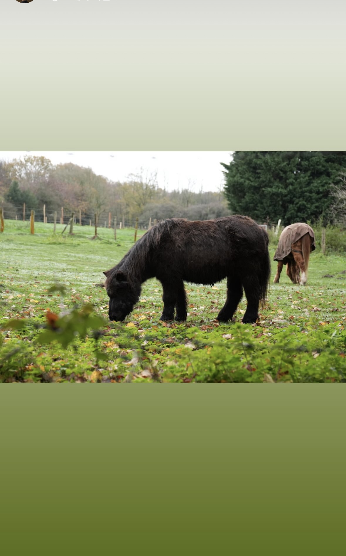 Ponies grazing in a green field